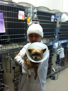 denisse holds a patient in the dog ward