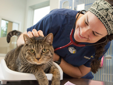 Veterinary Specialty and Emergency Hospital Improves Experience for Cats